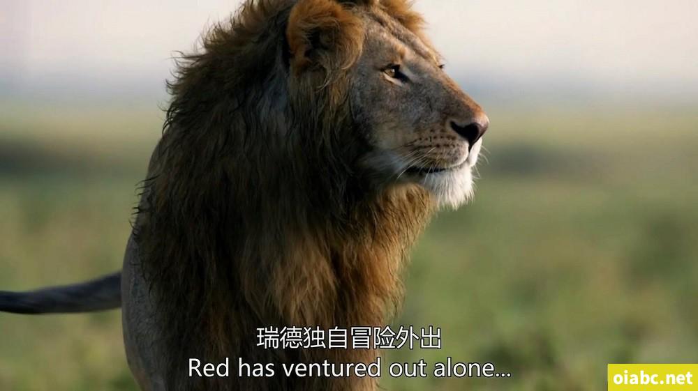 BBC纪录片王朝 Dynasties（2018）英文版全5集中英双字高清1080P网盘下载