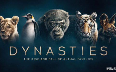 BBC纪录片王朝 Dynasties（2018）英文版全5集中英双字高清1080P网盘下载