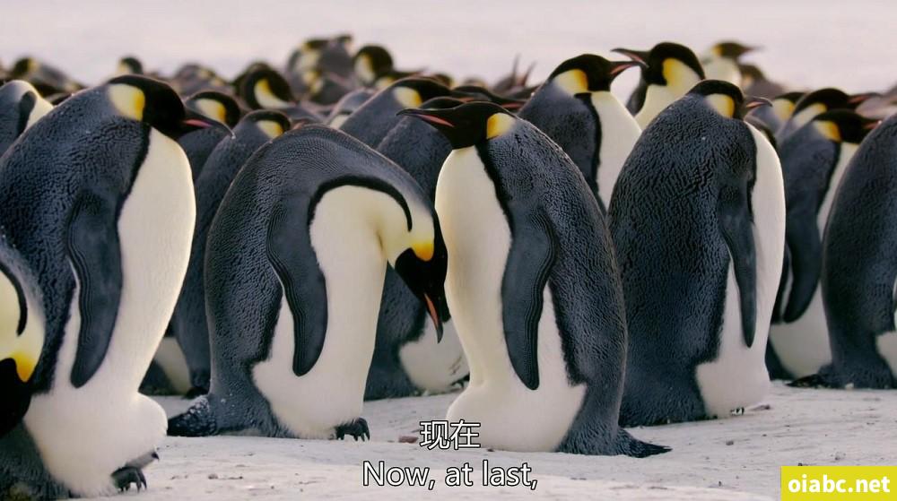 BBC纪录片王朝 Dynasties（2018）英文版全5集中英双字高清1080P网盘下载