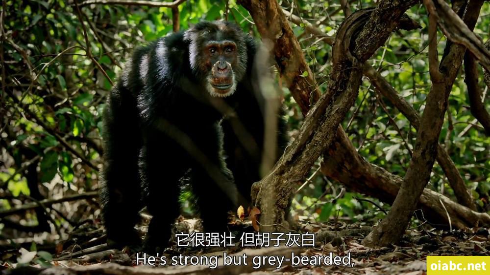 BBC纪录片王朝 Dynasties（2018）英文版全5集中英双字高清1080P网盘下载