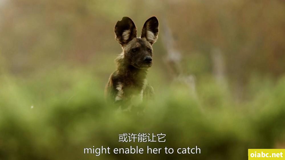 BBC纪录片王朝 Dynasties（2018）英文版全5集中英双字高清1080P网盘下载