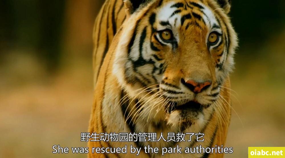 BBC纪录片王朝 Dynasties（2018）英文版全5集中英双字高清1080P网盘下载