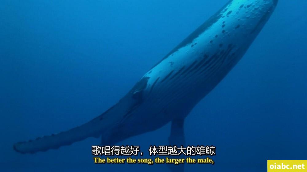 BBC纪录片 蓝色星球 The Blue Planet (2001) 英文版全8集中英字幕高清1080P视频MP4