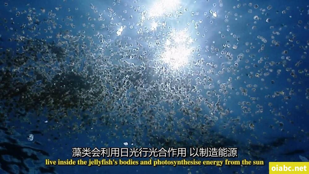 BBC纪录片 蓝色星球 The Blue Planet (2001) 英文版全8集中英字幕高清1080P视频MP4