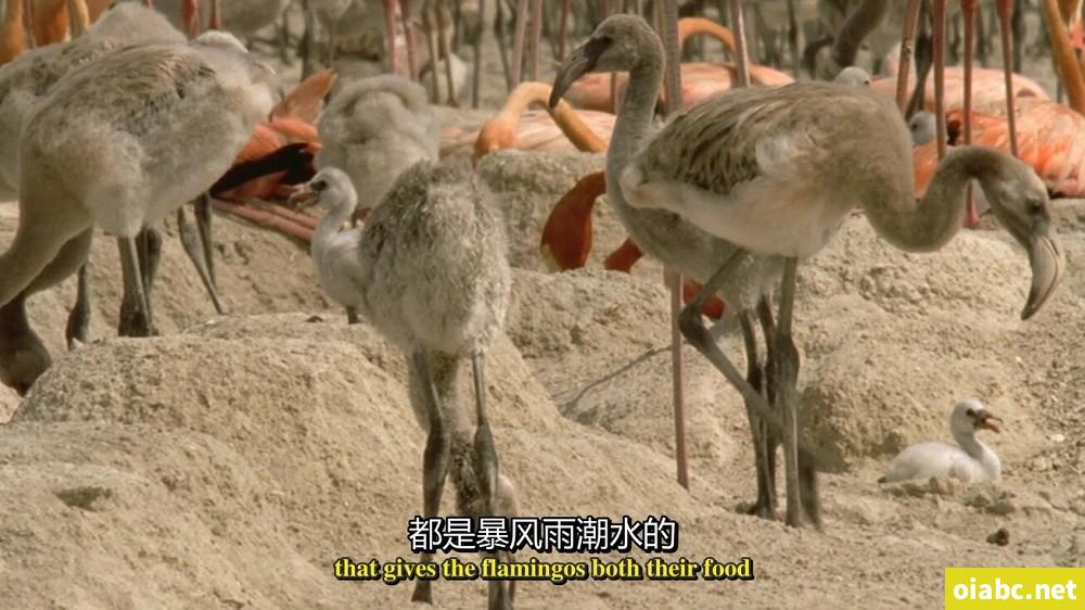 BBC纪录片 蓝色星球 The Blue Planet (2001) 英文版全8集中英字幕高清1080P视频MP4