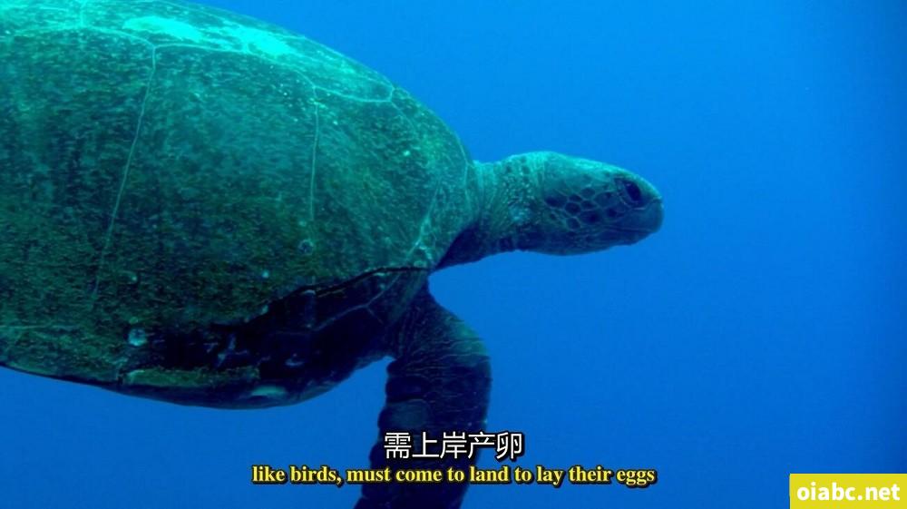 BBC纪录片 蓝色星球 The Blue Planet (2001) 英文版全8集中英字幕高清1080P视频MP4