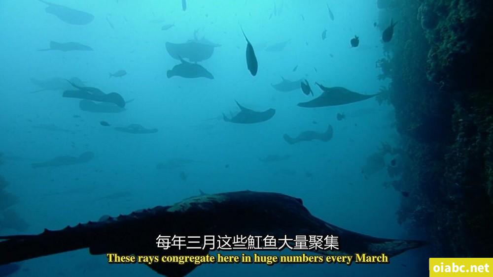 BBC纪录片 蓝色星球 The Blue Planet (2001) 英文版全8集中英字幕高清1080P视频MP4