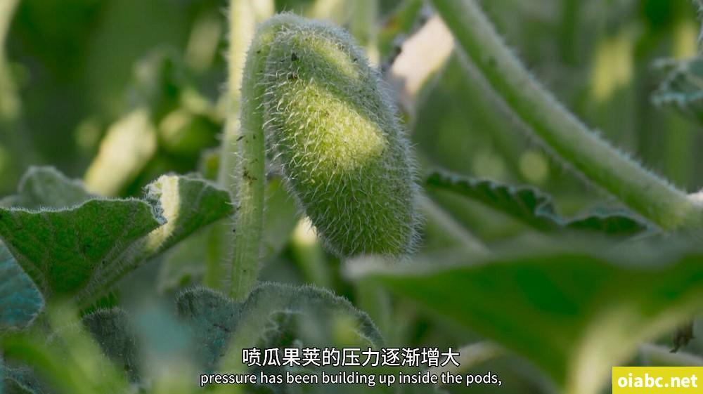 BBC纪录片 绿色星球 The Green Planet (2022) 英文版全5集英语中英字幕4K高清视频MKV