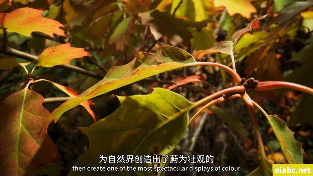 BBC纪录片 绿色星球 The Green Planet (2022) 英文版全5集英语中英字幕4K高清视频MKV