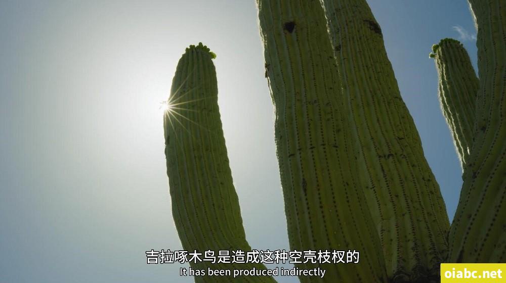 BBC纪录片 绿色星球 The Green Planet (2022) 英文版全5集英语中英字幕4K高清视频MKV