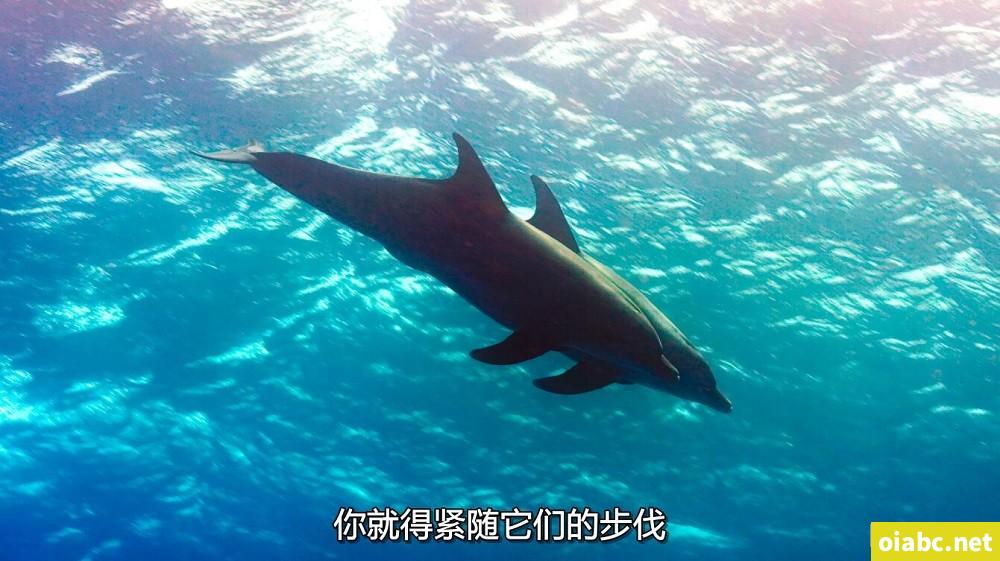 BBC纪录片 蓝色星球2 Blue Planet II (2017) 中文版全7集国语4K高清视频MKV