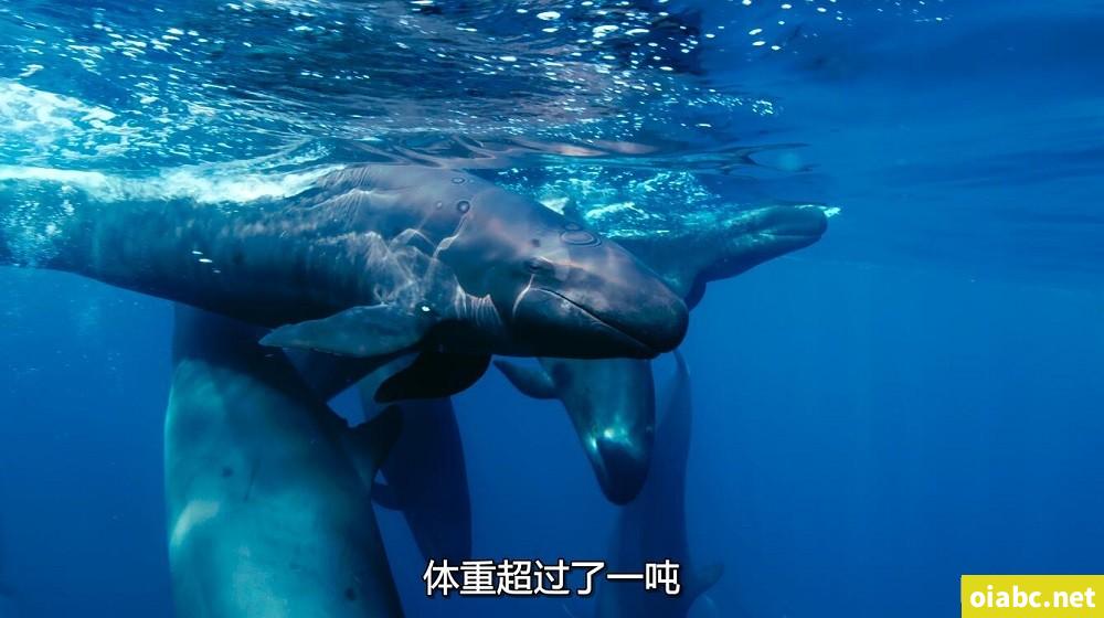 BBC纪录片 蓝色星球2 Blue Planet II (2017) 中文版全7集国语4K高清视频MKV