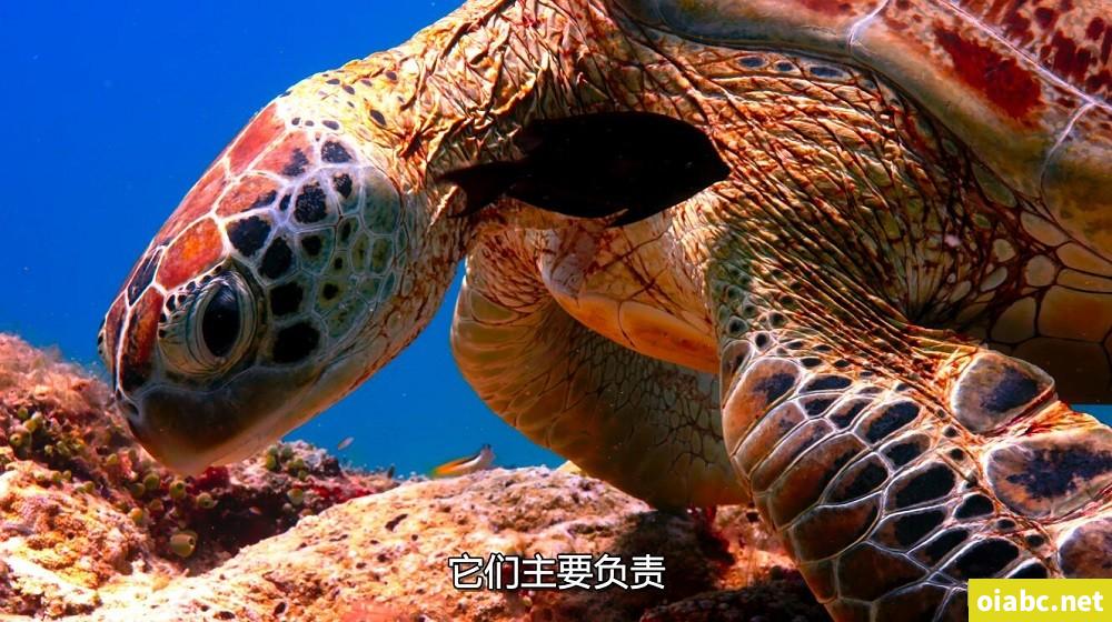 BBC纪录片 蓝色星球2 Blue Planet II (2017) 中文版全7集国语4K高清视频MKV