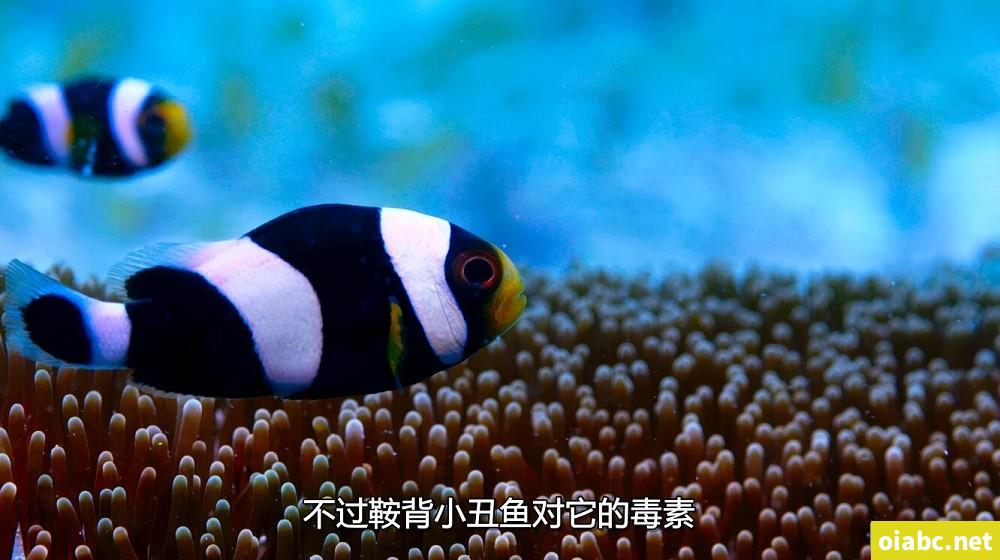 BBC纪录片 蓝色星球2 Blue Planet II (2017) 中文版全7集国语4K高清视频MKV