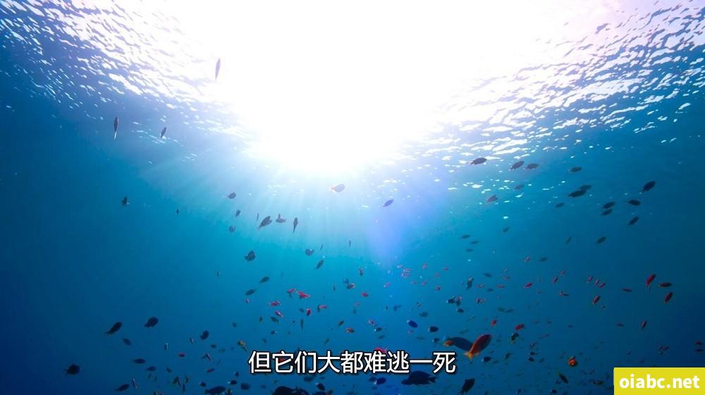 BBC纪录片 蓝色星球2 Blue Planet II (2017) 中文版全7集国语4K高清视频MKV