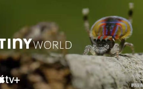 豆瓣9.5，强烈推荐BBC 优质纪录片《小小世界》Tiny World！共2季~ 