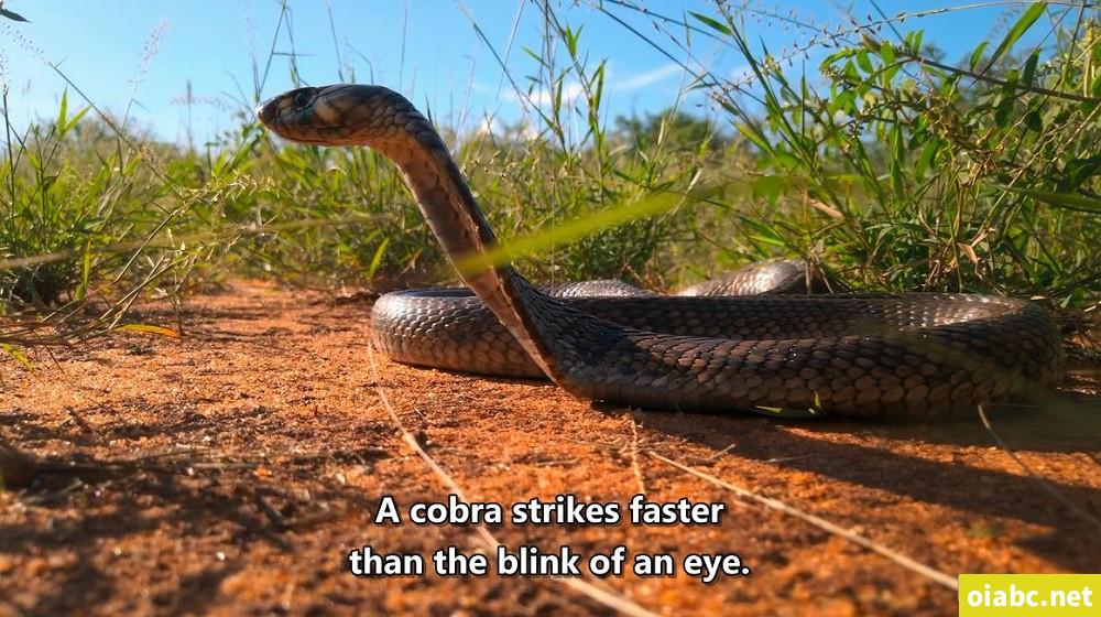 豆瓣9.5，强烈推荐BBC 优质纪录片《小小世界》Tiny World！共2季~ 