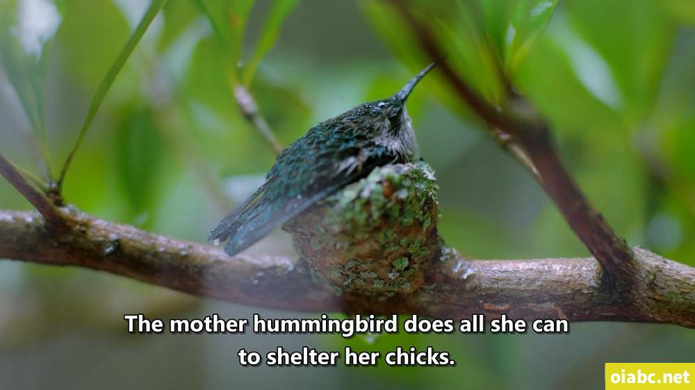 豆瓣9.5，强烈推荐BBC 优质纪录片《小小世界》Tiny World！共2季~ 