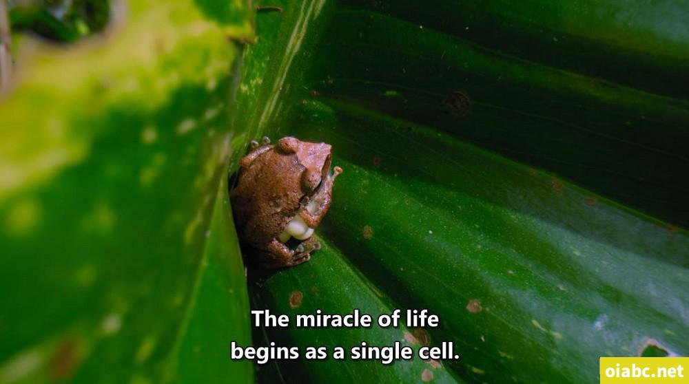 豆瓣9.5，强烈推荐BBC 优质纪录片《小小世界》Tiny World！共2季~ 