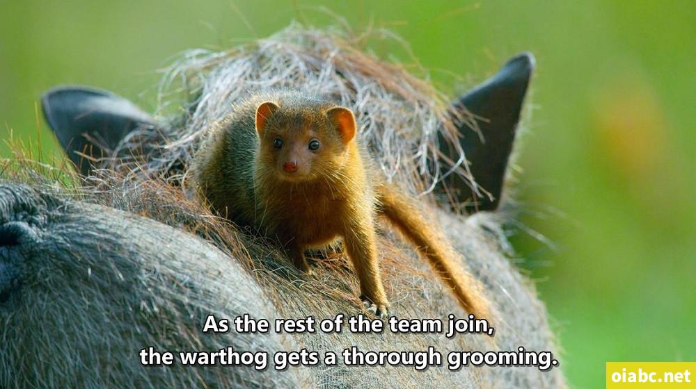 豆瓣9.5，强烈推荐BBC 优质纪录片《小小世界》Tiny World！共2季~ 