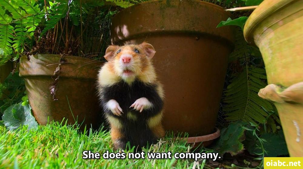 豆瓣9.5，强烈推荐BBC 优质纪录片《小小世界》Tiny World！共2季~ 