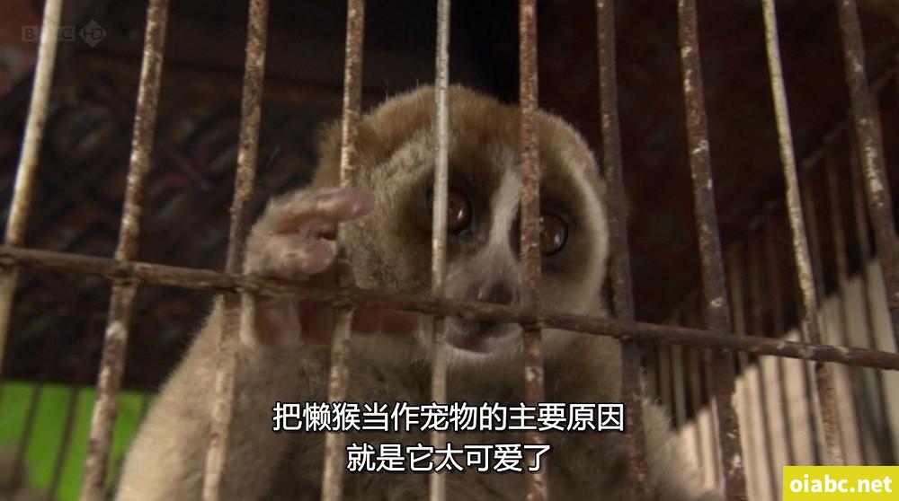 BBC 自然世界: 爪哇丛林精灵 2012 Jungle Gremlins of Java 英语中字高清720P视频MKV