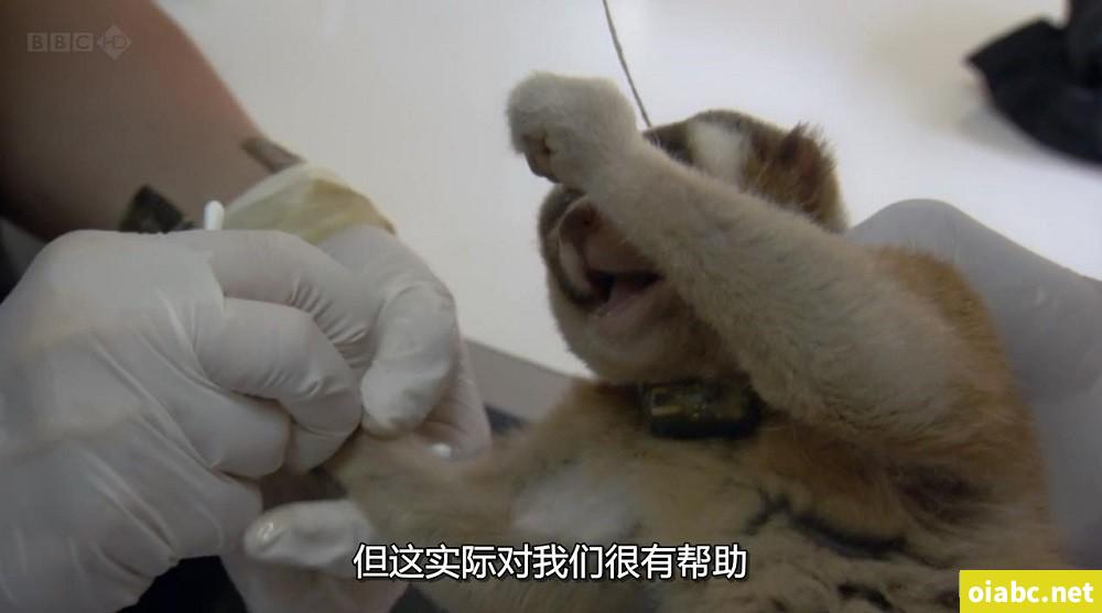 BBC 自然世界: 爪哇丛林精灵 2012 Jungle Gremlins of Java 英语中字高清720P视频MKV