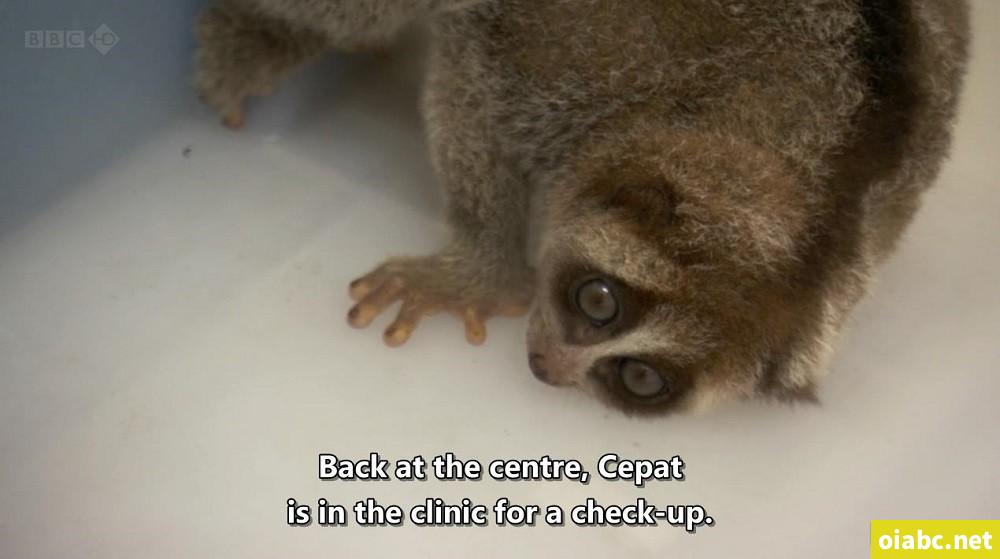 BBC 自然世界: 爪哇丛林精灵 2012 Jungle Gremlins of Java 英语中字高清720P视频MKV