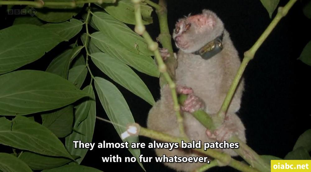 BBC 自然世界: 爪哇丛林精灵 2012 Jungle Gremlins of Java 英语中字高清720P视频MKV