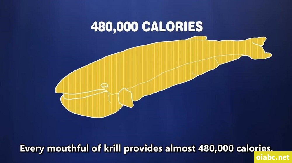 TED-Ed Discovering the Deep 英文版全33集高清1080P视频MP4网盘下载